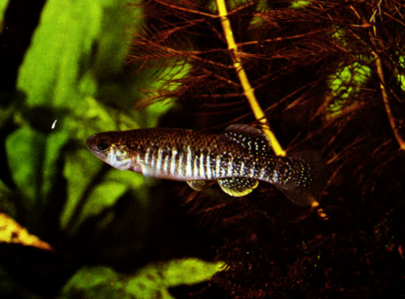 killifish