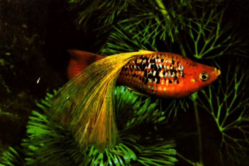 livebearers