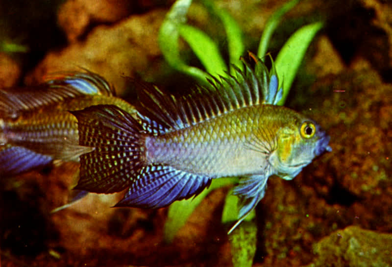 cichlids