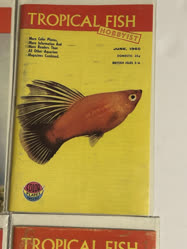 00-0-Copr_1965-TFHt.jpg