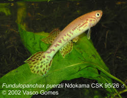 02-0-Copr_2026-Vasco_Gomest.jpg