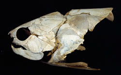 Placoderm