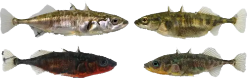 https://www.newscientist.com/article/2079118-super-fast-evolving-fish-splitting-into-two-species-in-same-lake