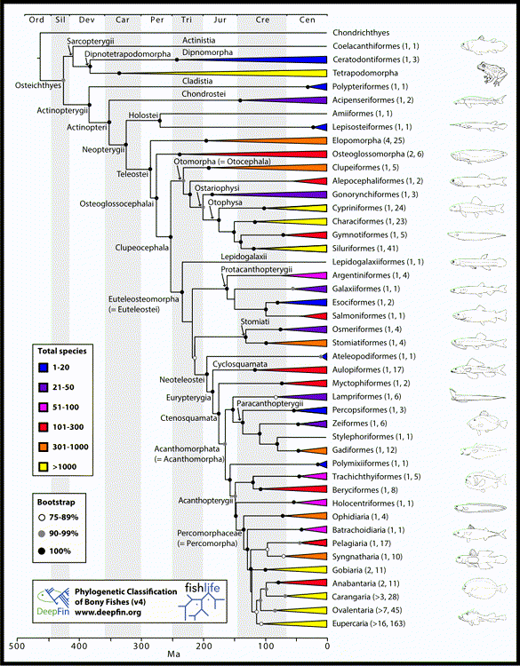 https://www.researchgate.net/publication/318239491_Phylogenetic_classification_of_bony_fishes