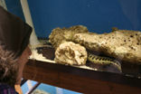 yes_its_a_real_moray_eel_Caitt.jpg