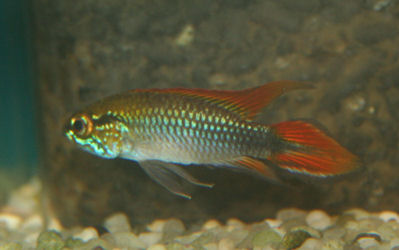 Apistogramma agassizi