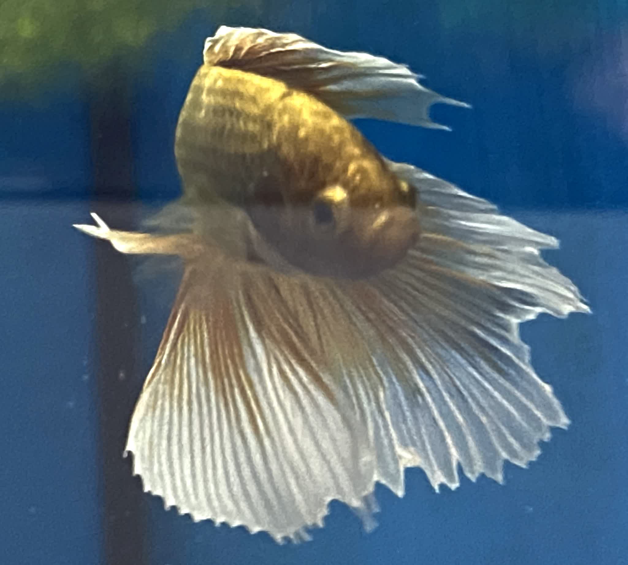 bettas