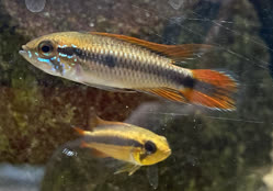agassizi