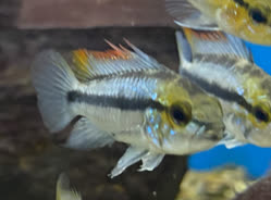 trifasciata
