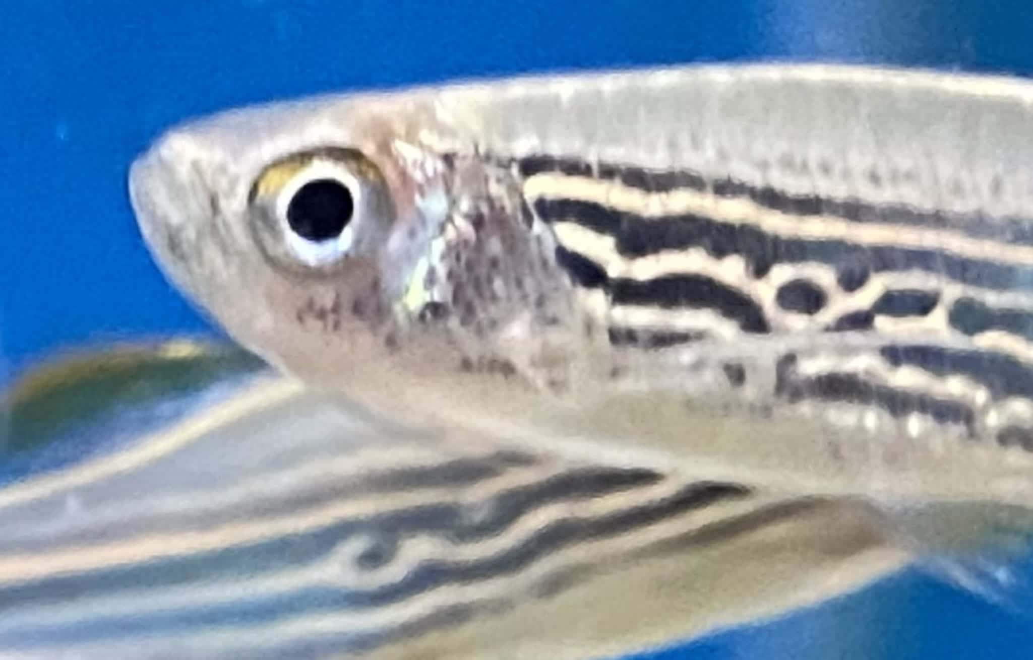 Danio kyathit
