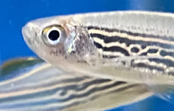 cyprinids
