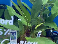 plants