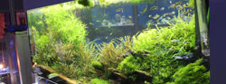 01-0-Copr_2019-Das_Aquariumt.jpg