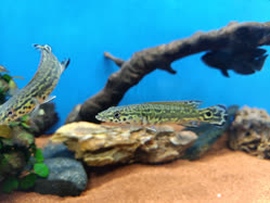 00-0-Copr_2025-Roland_Numrich_Cren_sp_tapajos_-_Cobra_Piket.jpg