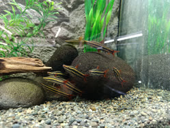 01-0-Copr_2025-Roland_Numrich_Cren_sp_tapajos_-_Cobra_Piket.jpg