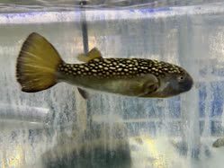 06-0-Copr_2026-Carolina_Aquaticst.jpg