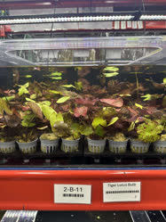 02-0-Copr_2025-Aquarium_Co-Opt.jpg