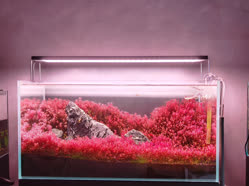 00-0-Copr_2026-Chihiros_Aquatic_Studio_Malaysiat.jpg