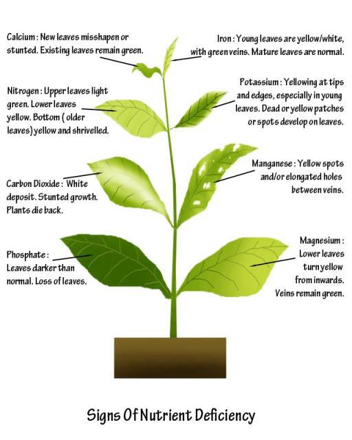 deficiencies