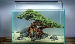 00-0-Copr_2020-Kintilant.jpg