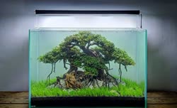 04-0-Copr_2020-Kintilant.jpg