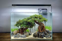 05-0-Copr_2020-Kintilant.jpg