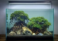 06-0-Copr_2020-Kintilant.jpg