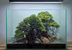 07-0-Copr_2020-Kintilant.jpg