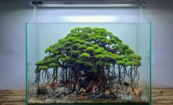 09-0-Copr_2020-Kintilant.jpg