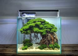 12-0-Copr_2020-Kintilant.jpg