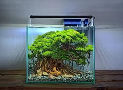 17-0-Copr_2020-Kintilant.jpg