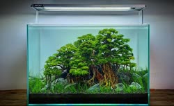 19-0-Copr_2020-Kintilant.jpg