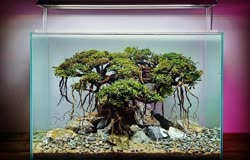 20-0-Copr_2020-Kintilant.jpg
