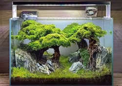 23-0-Copr_2020-Kintilant.jpg