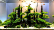 trees10t.jpg