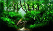trees11t.jpg