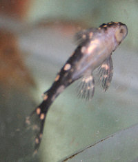 inspector_pleco