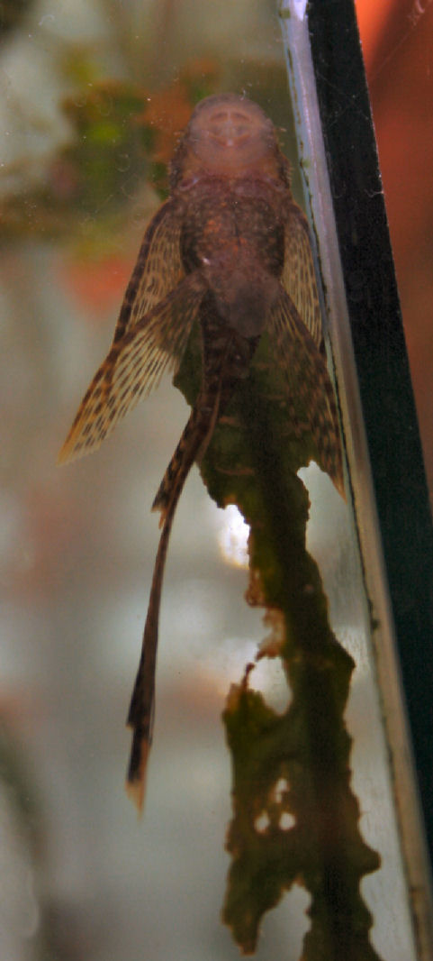 Longfin plecostomus