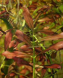 ludwigia_repenst.jpg