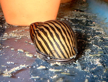 Nerite snail in an aquarium.