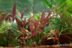 Cryptocoryne