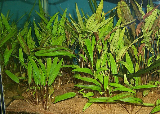 Crytocoryne