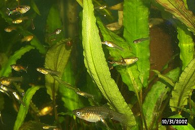 Endlers and Cryptocorynes