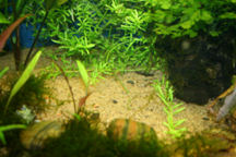 rotala_crawlt.jpg