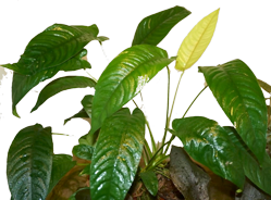 Anubias sp. long leaf Kribi