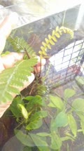 Bolbitis appendiculata