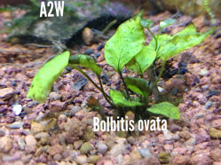 ovata