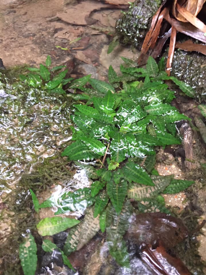Cryptocoryne affinis Green