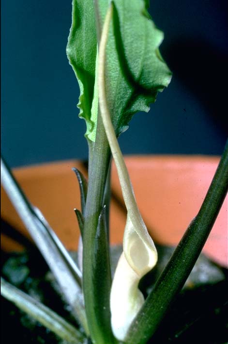 slight twisted limb of the spathe