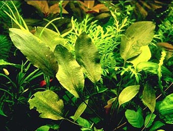 Cryptocoryne cordata cordata in submerse cultivation